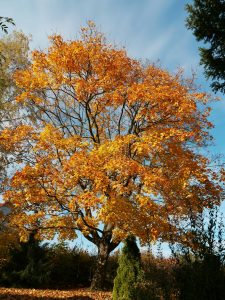 Herbst