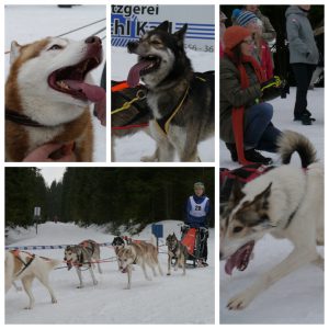 Huskyrennen