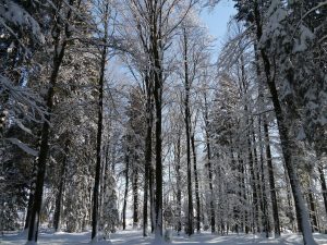 Bayerischer Wald