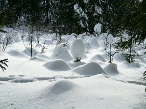 Bayerischer Wald